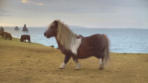 The Pony